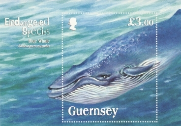 2011 Blue Whale M/S