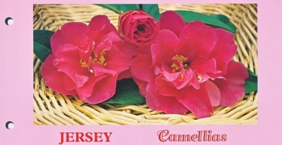 1995 Camellias
